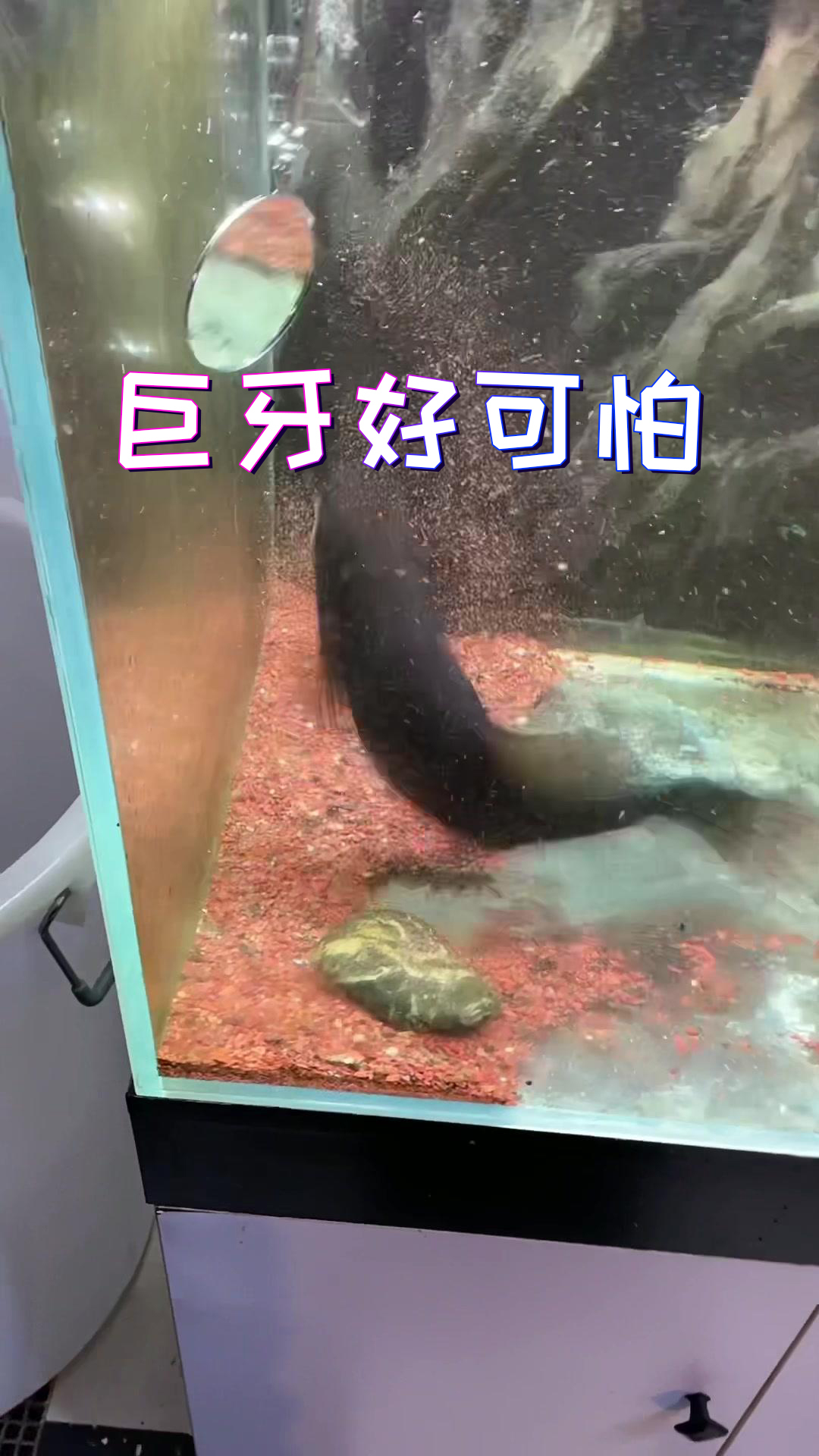 太帅了,太帅了!