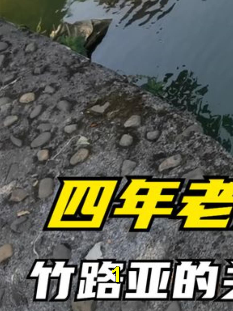 两年前挖回家一根四年老紫竹,给朋友做一根路亚竿玩。1