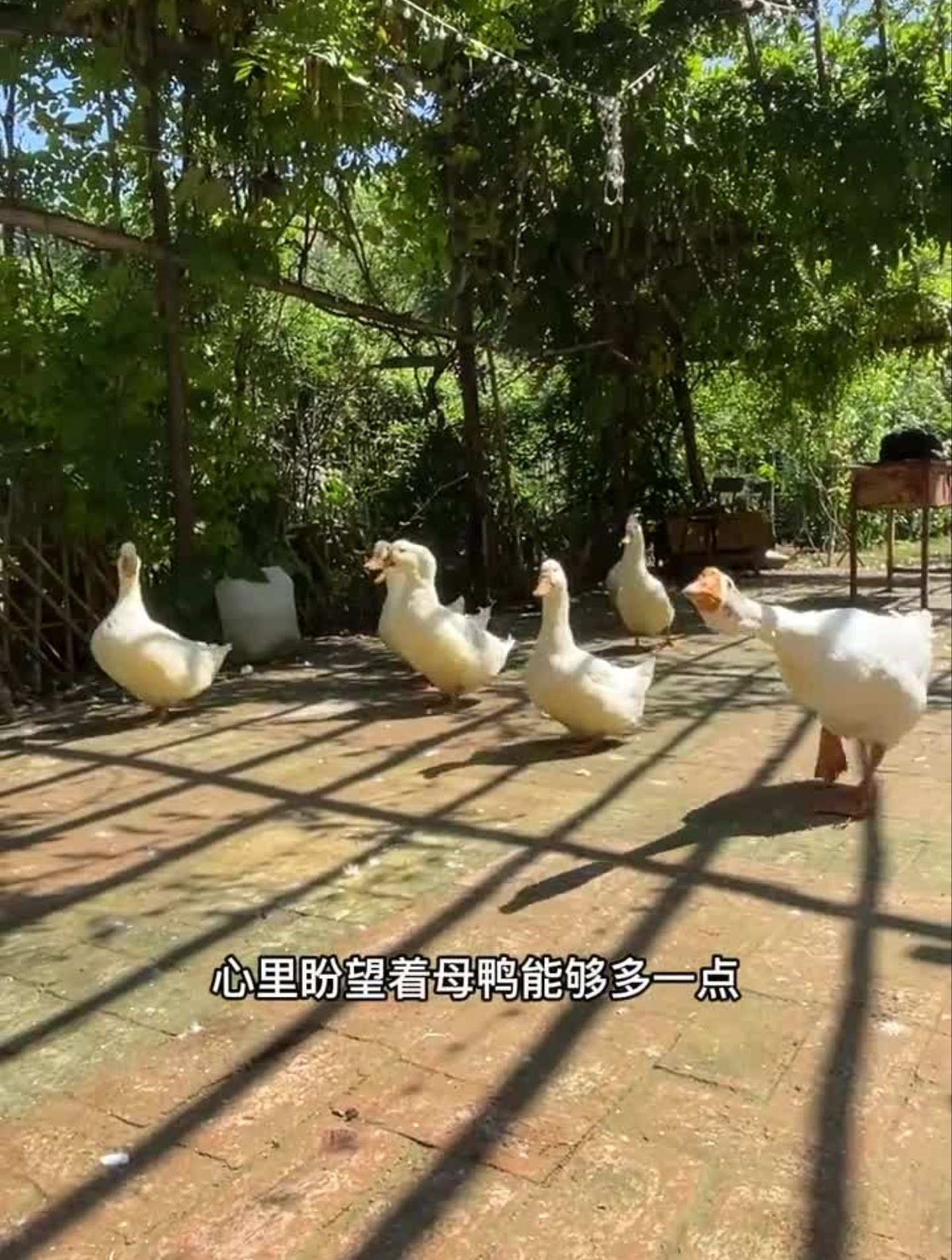 用这个标准,看看这群鸭子里几只公鸭几只母鸭?