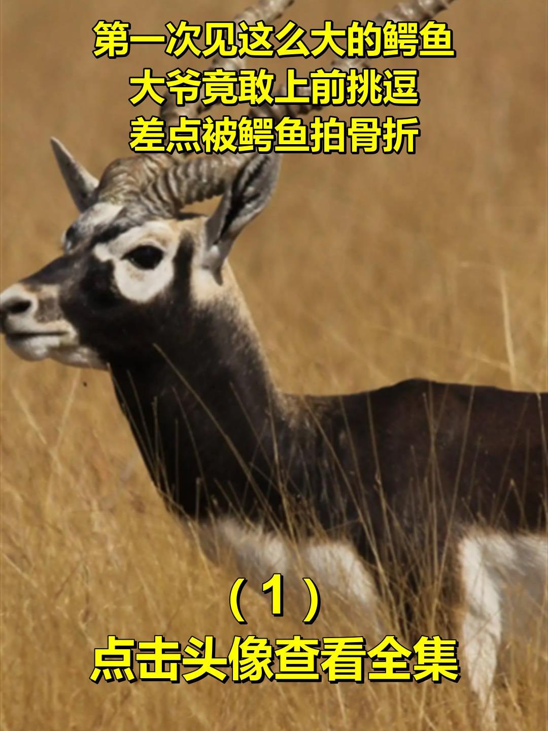 第一次见这么大的鳄鱼,大爷竟敢上前挑逗,差点被鳄鱼拍骨折1