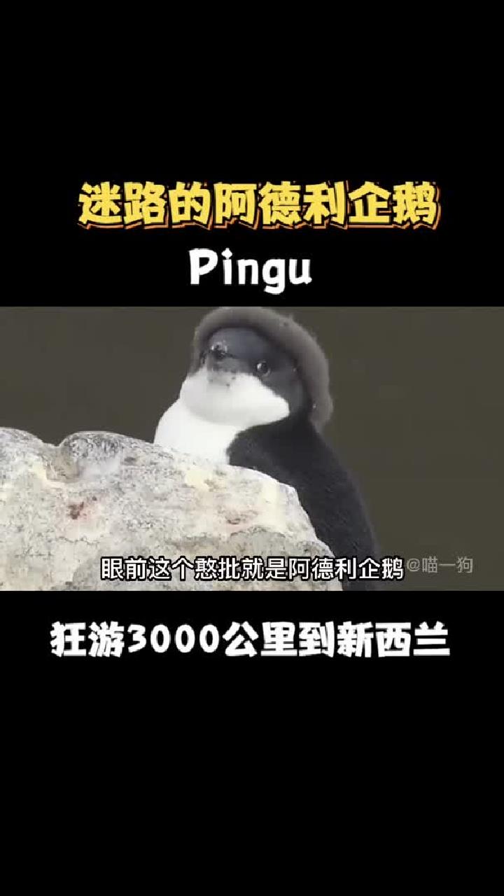 迷路的阿德利企鹅,Pingu!狂游3000公里,从南极游到新西兰