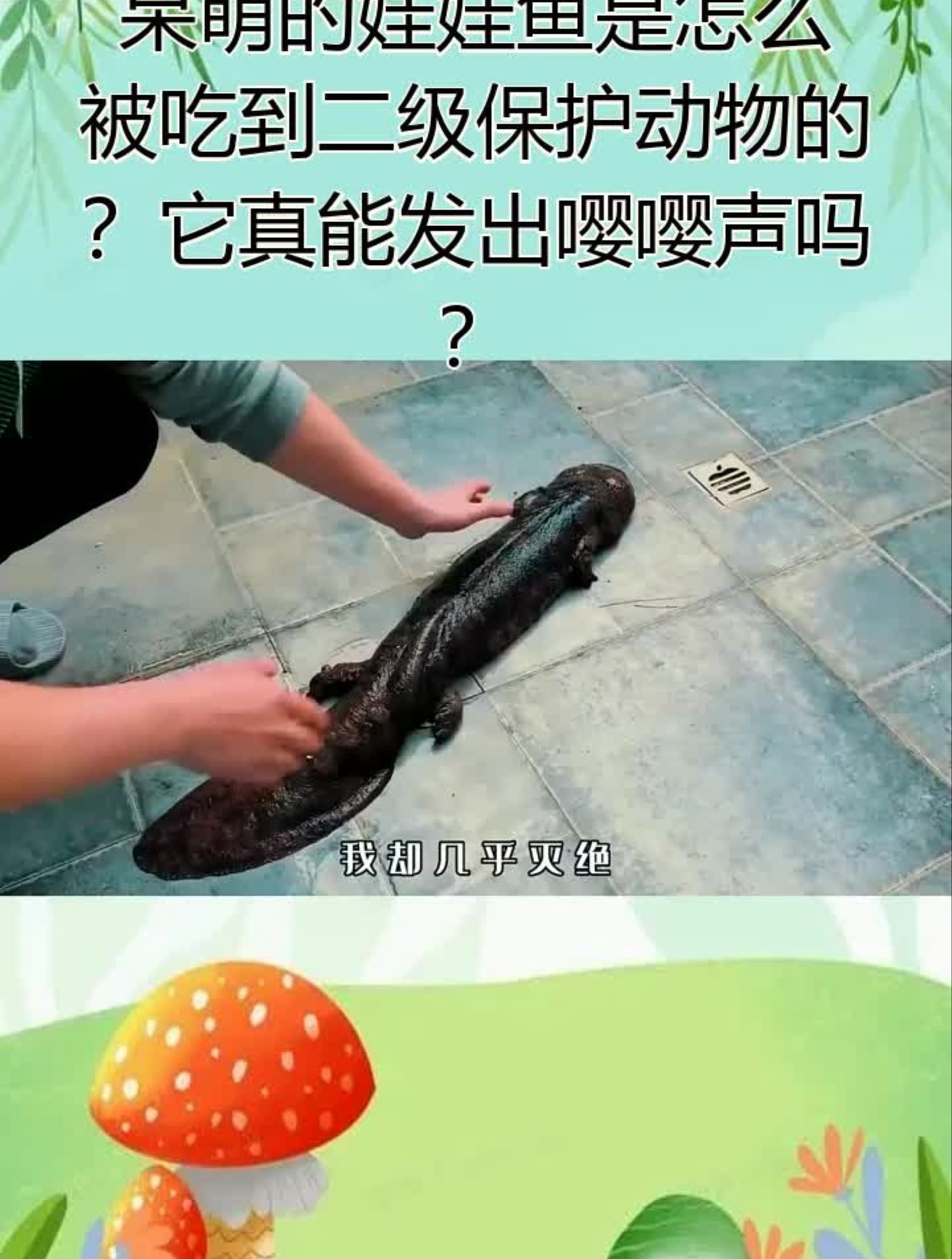 呆萌的娃娃鱼是怎么被吃到二级保护动物的?它真能发出嘤嘤声吗?