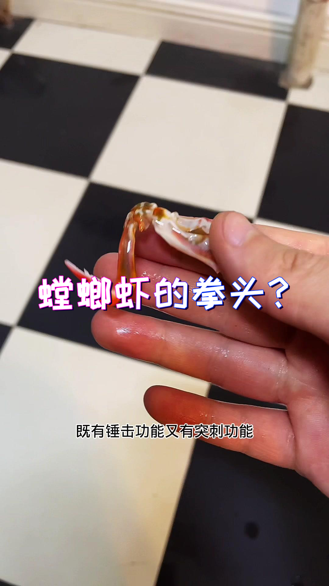 我感觉螳螂虾的拳头我扔嘴里,使劲咬都得给我牙崩碎!