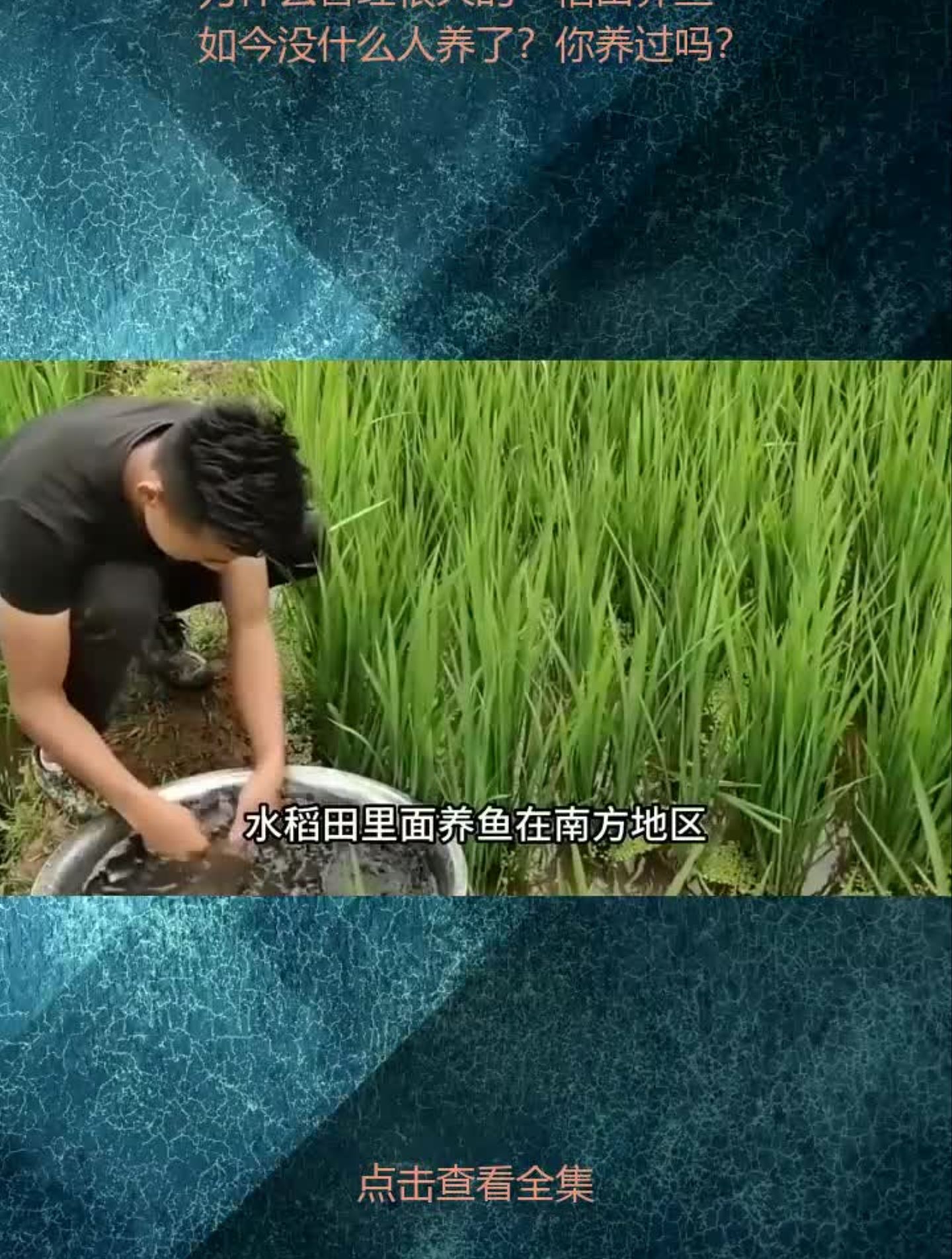 为什么曾经很火的“稻田养鱼”,如今没什么人养了?你养过吗?