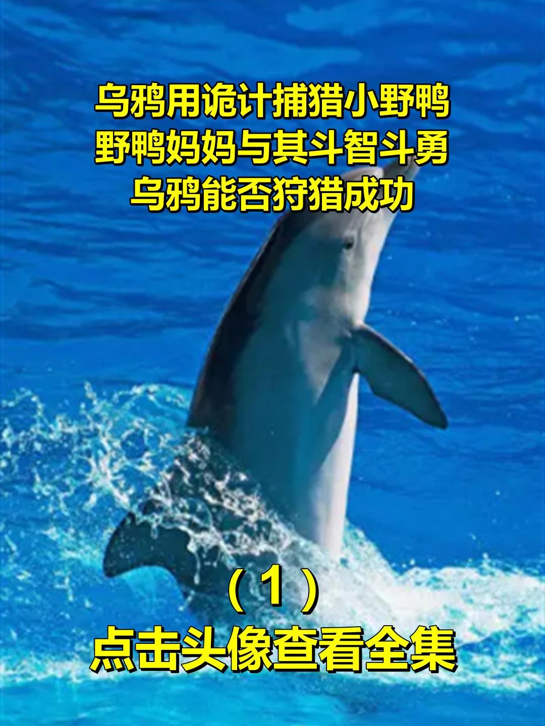 乌鸦用诡计捕猎小野鸭,野鸭妈妈与其斗智斗勇,乌鸦能否狩猎成功