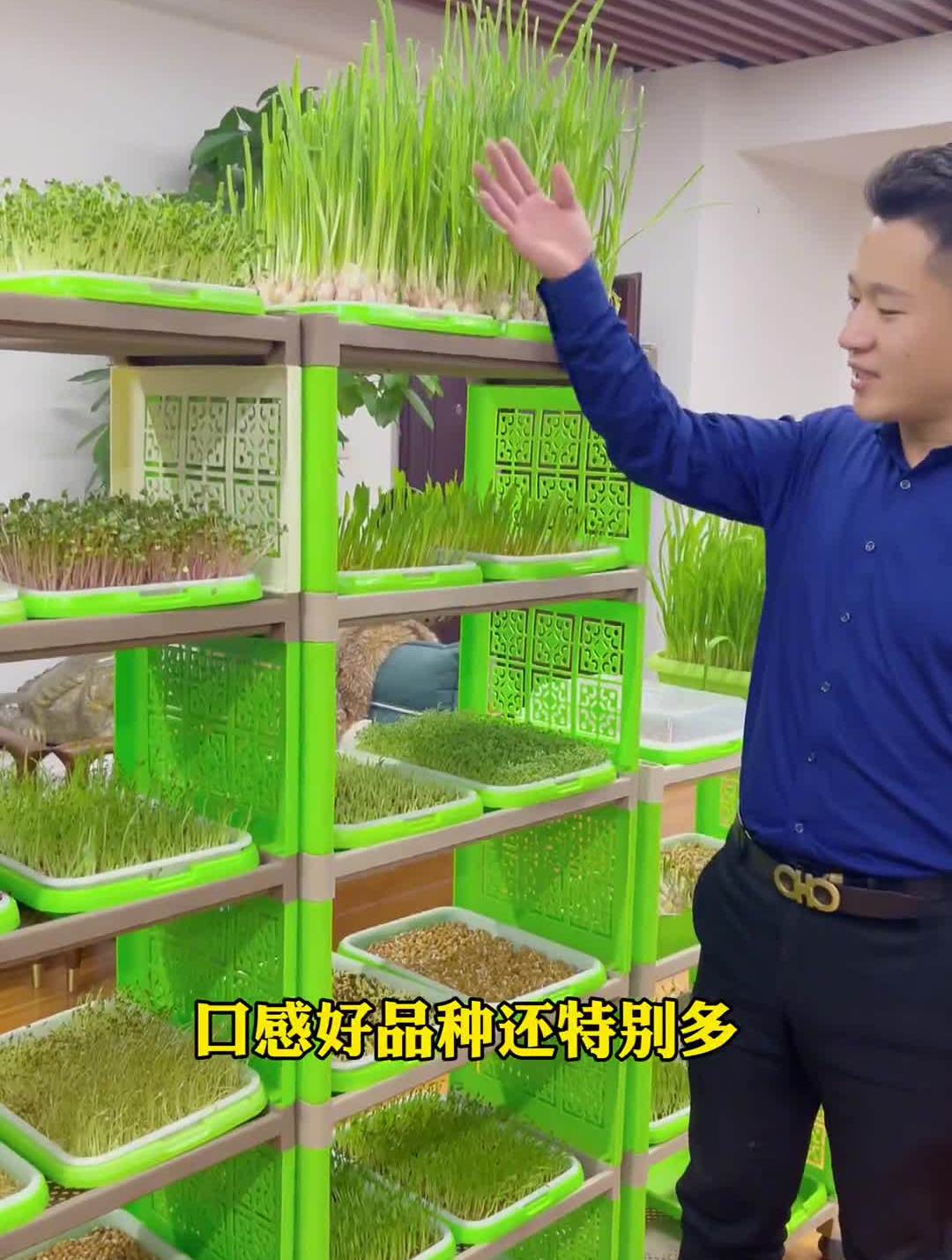快自己在家种吧芽苗菜种子派送阳台种菜