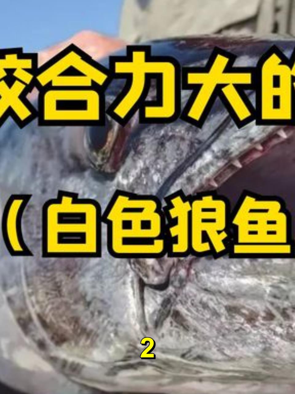 六大咬合力大的鱼类,狼鱼2