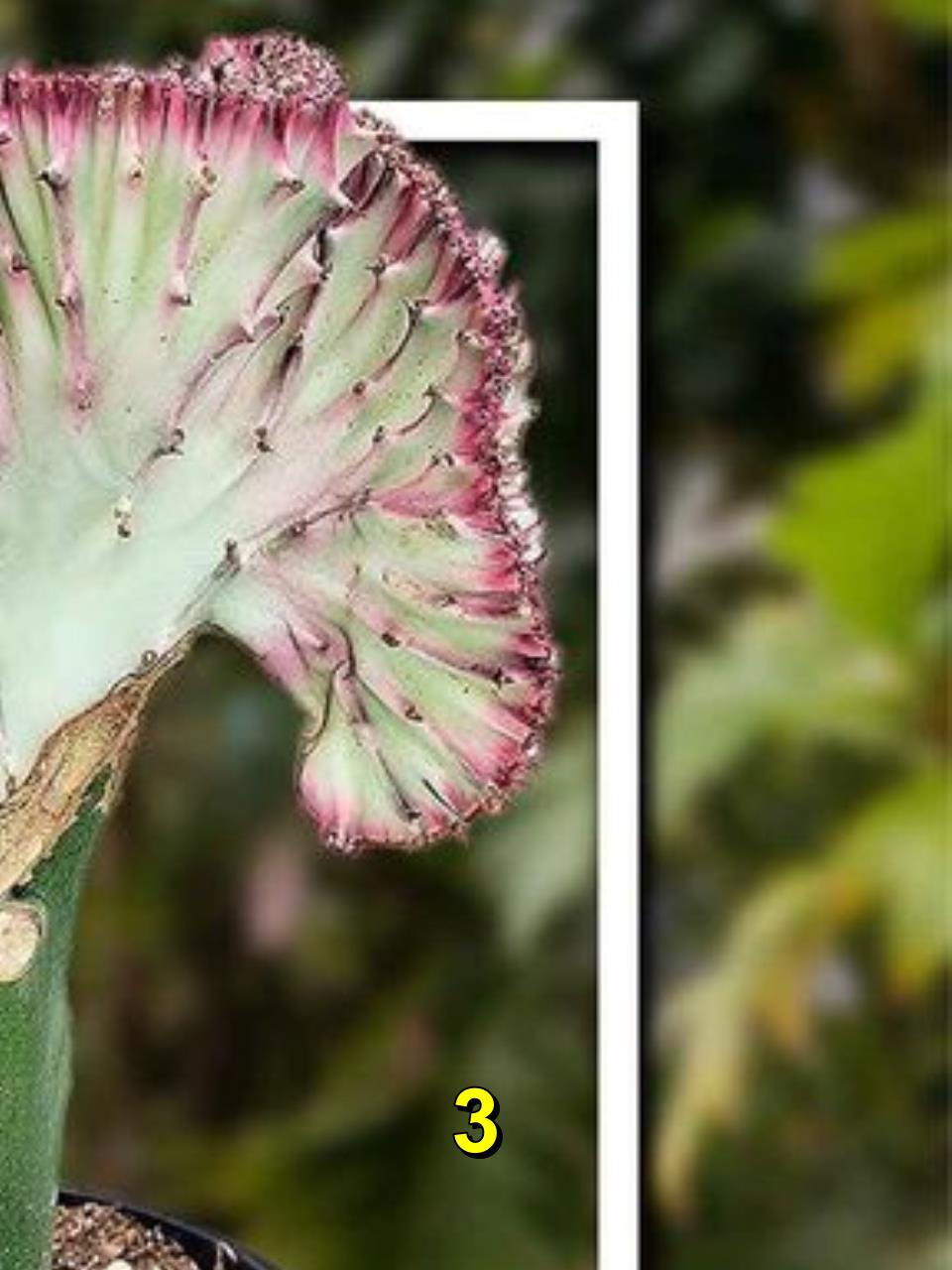 10种造型奇特的多肉植物,你最想养哪个?3