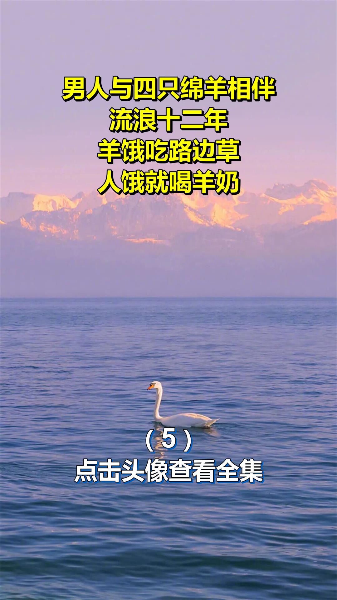 男人与四只绵羊相伴,流浪十二年,羊饿吃路边草,人饿就喝羊奶5