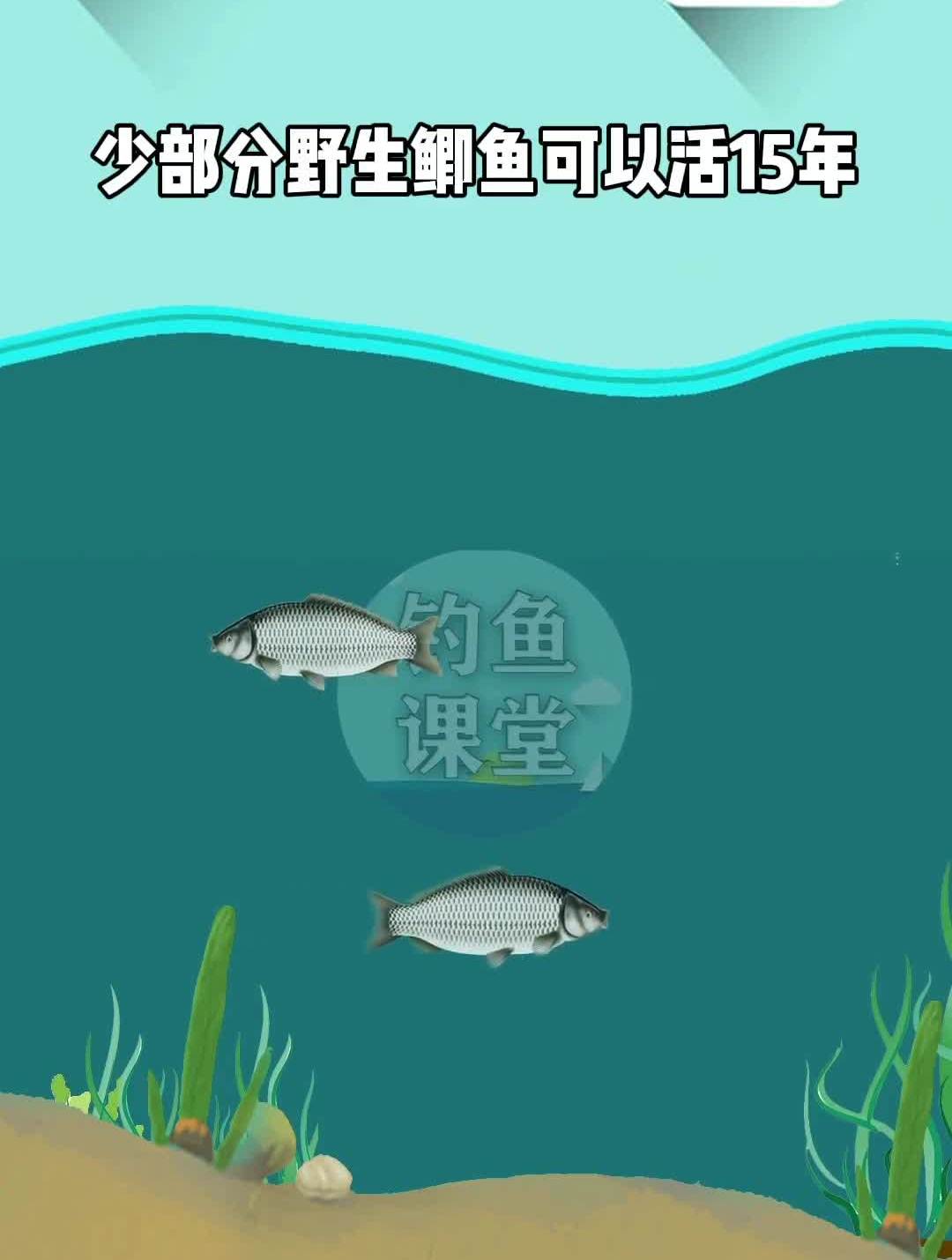 鲫鱼能活多少年 钓鱼