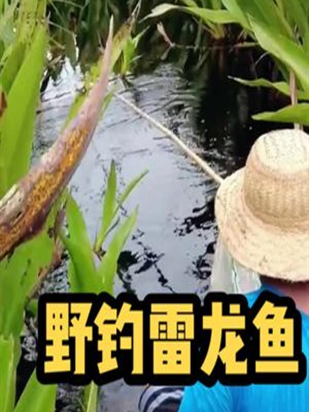 渔民用竹竿钓雷龙鱼,方法简单粗暴,一竿一条太过瘾了2