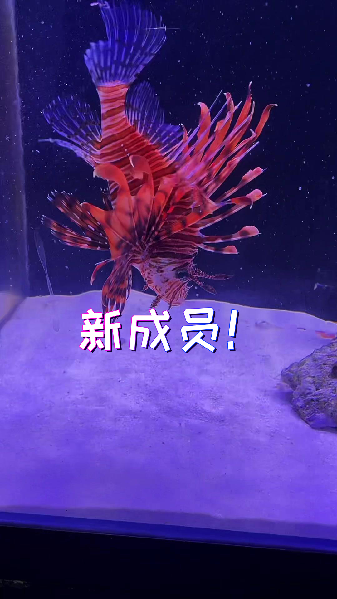 稳了!这狮子鱼绝对没意外了!