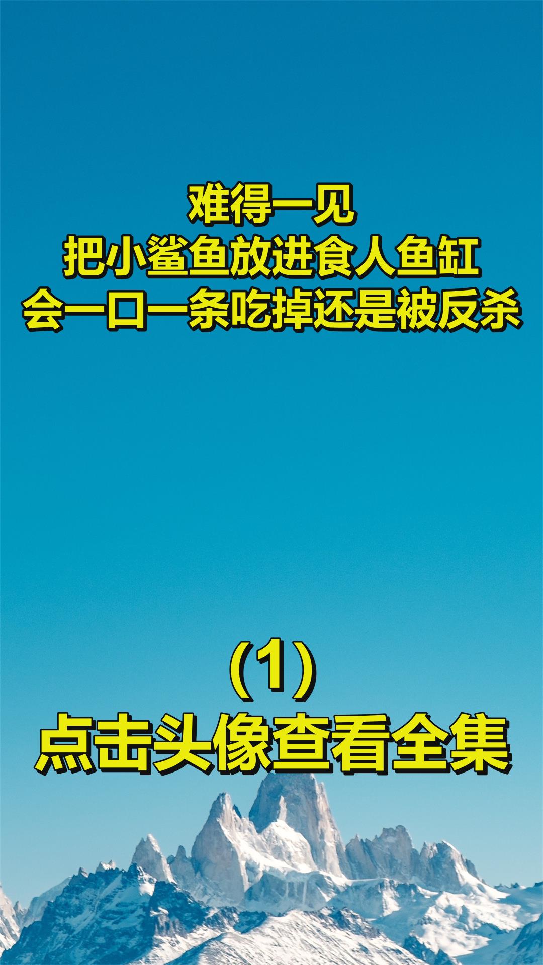 难得一见!把小鲨鱼放进食人鱼缸,会一口一条吃掉还是被反杀?1