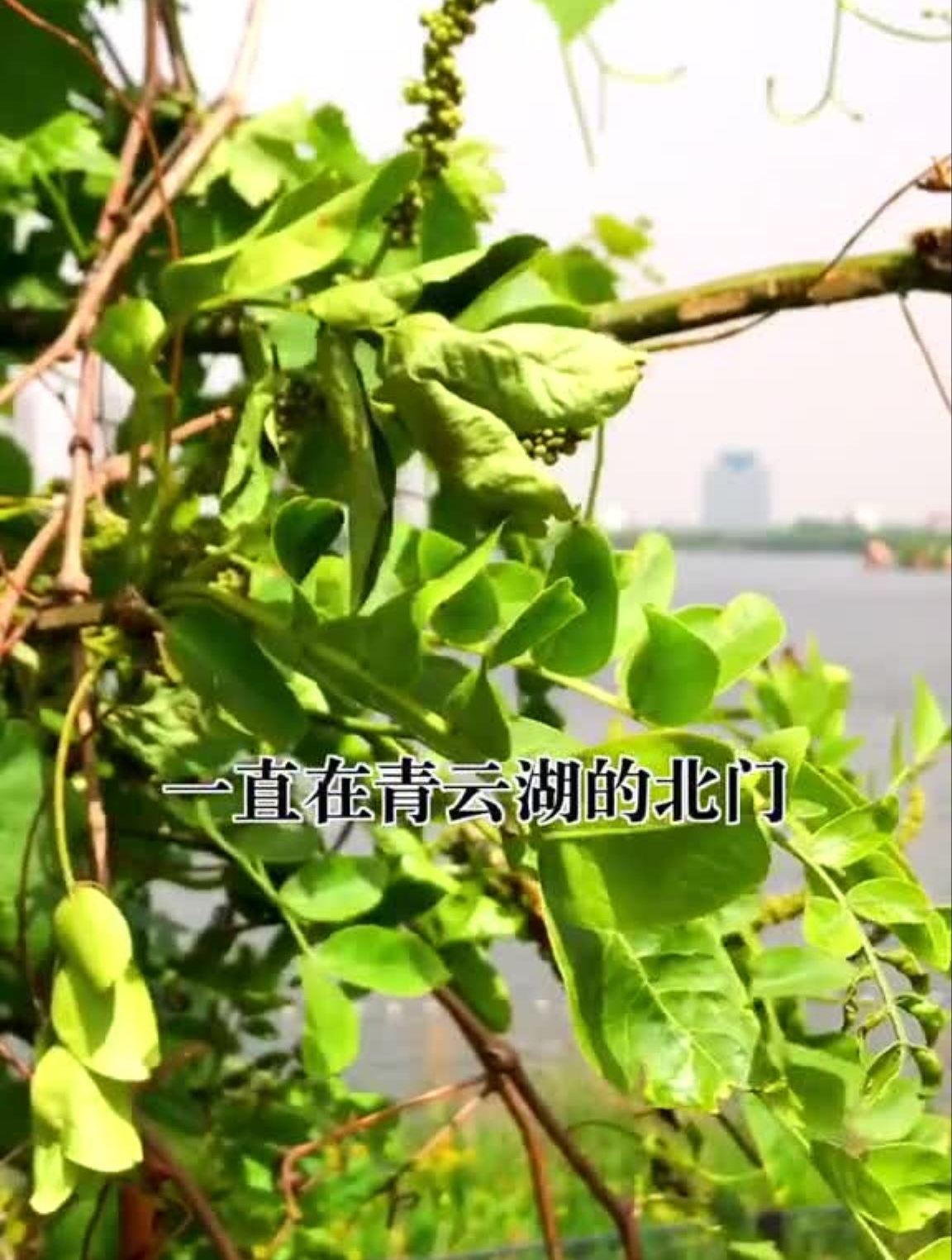 听说安丘人吃全鸡都会去他家～这店环境太好了
