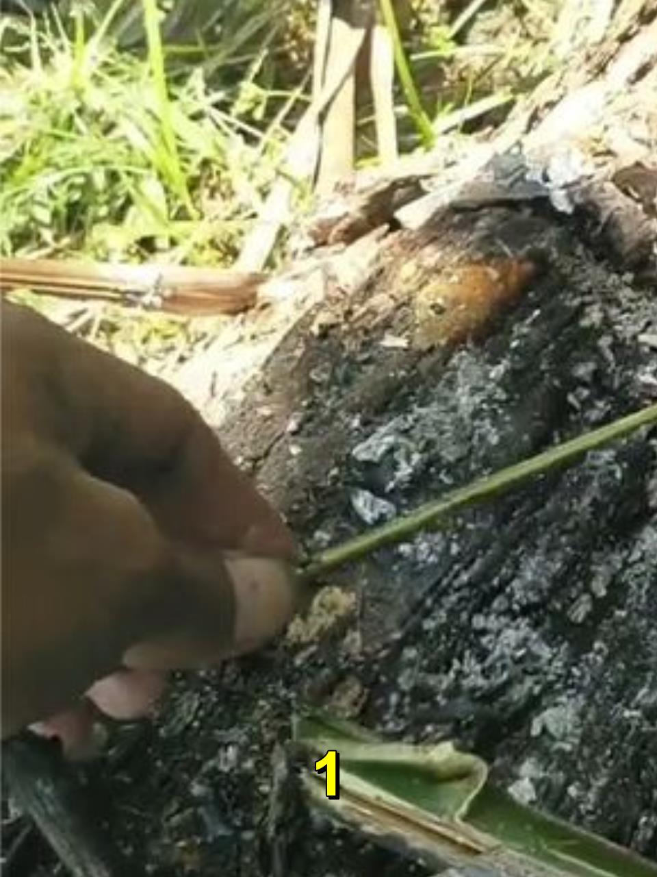 印尼捕捞野生竹节虾,当地基围虾对虾多得泛滥,一次捕捞几十万只1