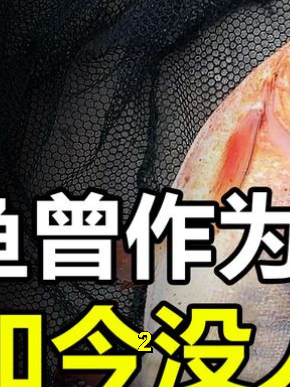 入侵物种红鲳鱼,曾是桌上美味,为何如今人们不吃它?2