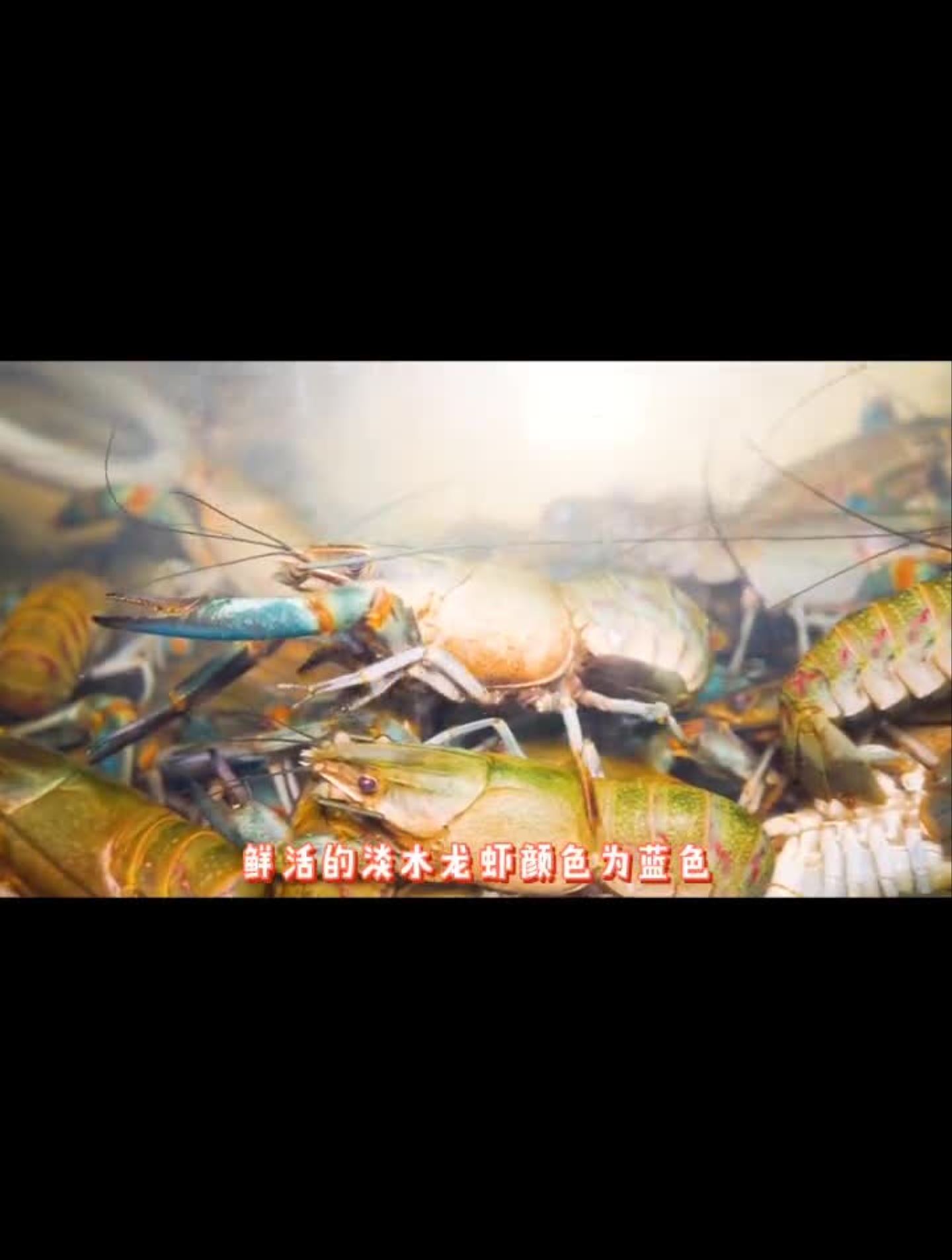 澳洲淡水小龙虾,这个头看着就过瘾,必须尝尝去!