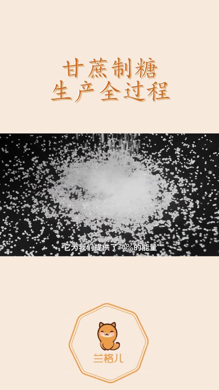 糖是怎样来的?实拍工厂甘蔗制糖,甜菜制糖加工全过程