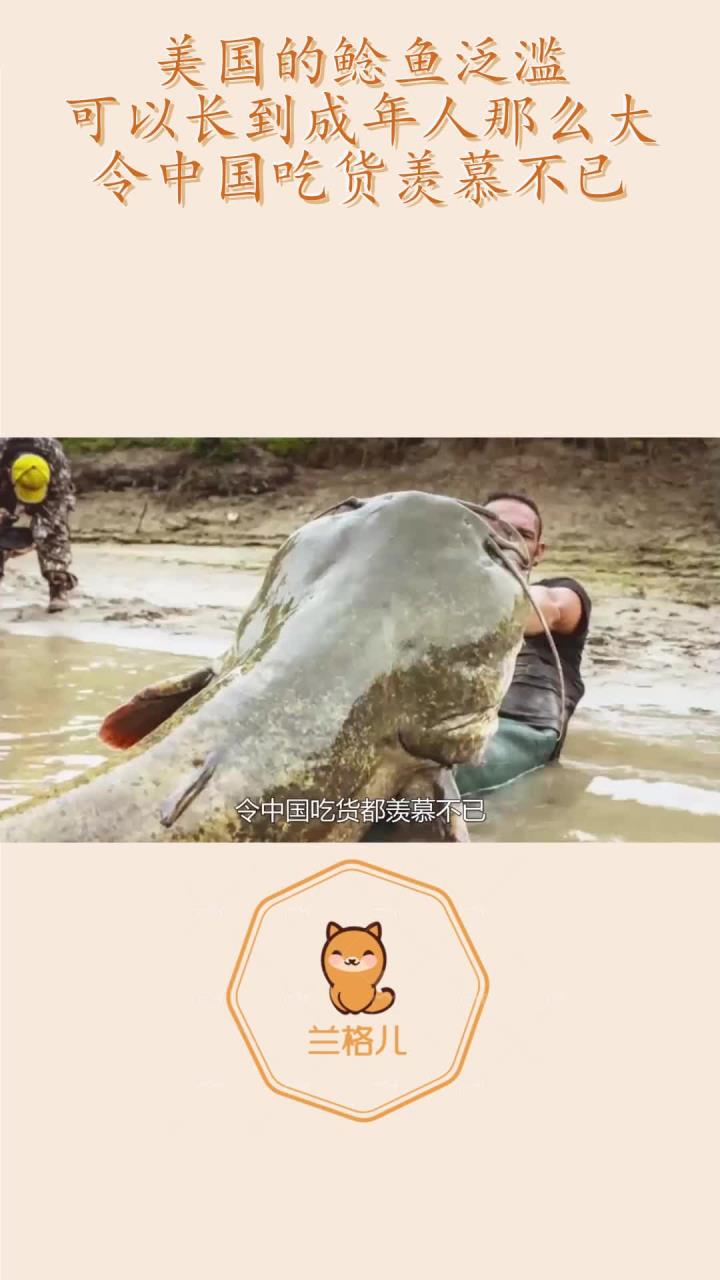 美国的鲶鱼泛滥,可以长到成年人那么大,令中国吃货羡慕不已