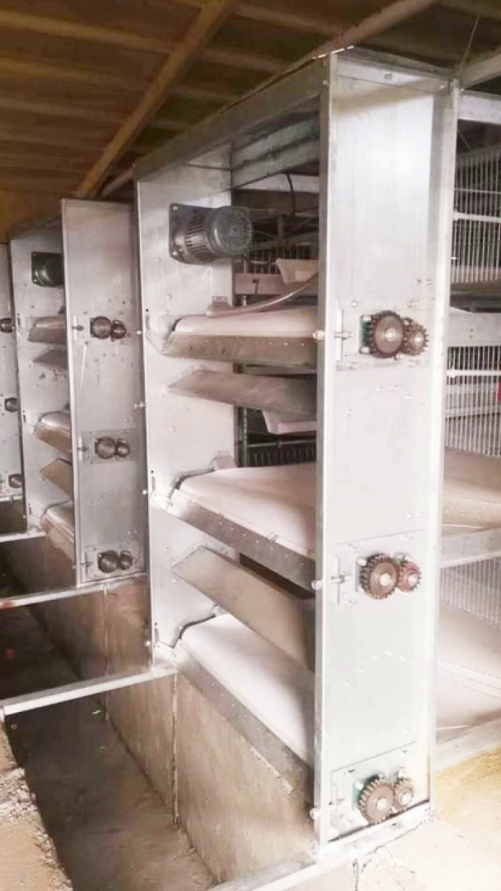 高效处理鸡舍排泄物,拥抱绿色养殖 鸡粪清理设备 传送带式清粪