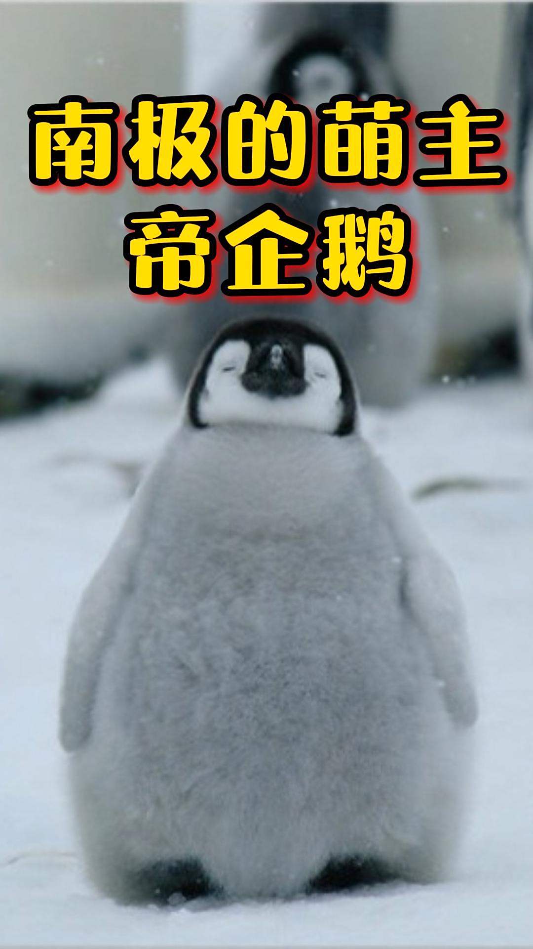 南极地区的萌主,呆萌可爱的帝企鹅!