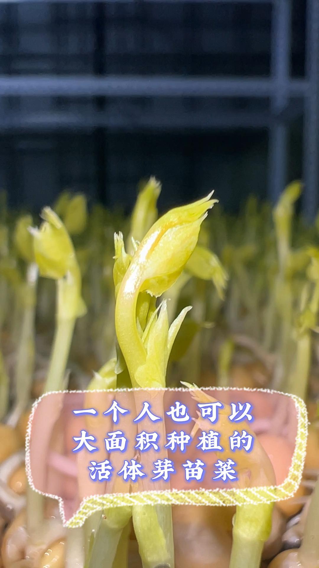 在家就能大面积种植的活体芽苗菜,你想学吗?