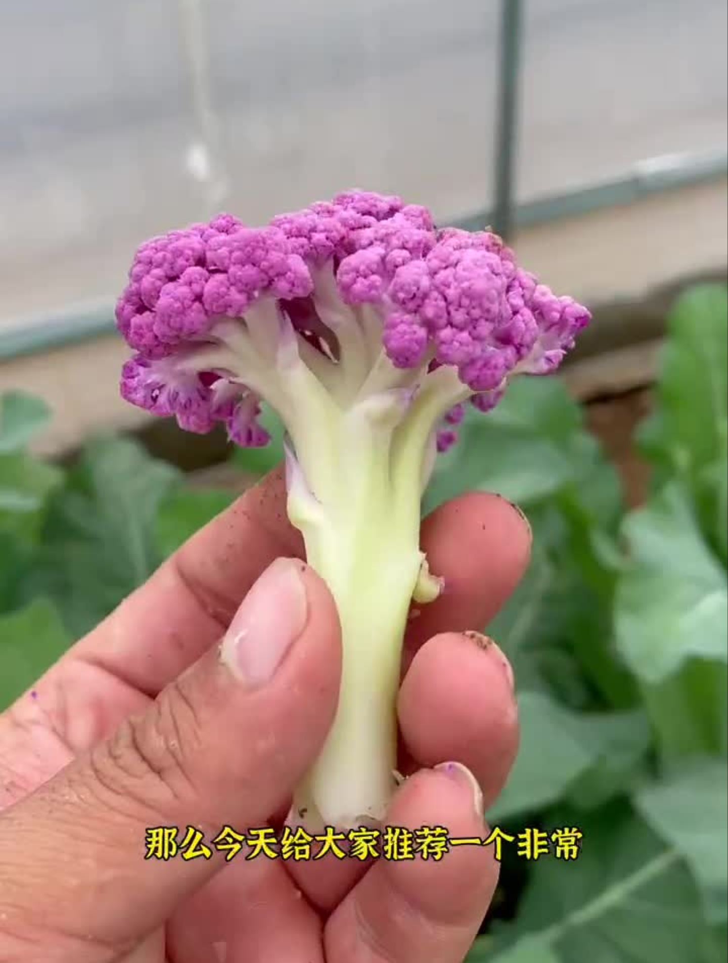紫色花菜营养丰富!紫花菜如何种子?