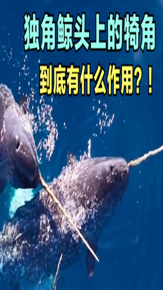 多种鲸鱼濒临灭绝,为何独角鲸却不减反增,其基因组令人捉摸不透