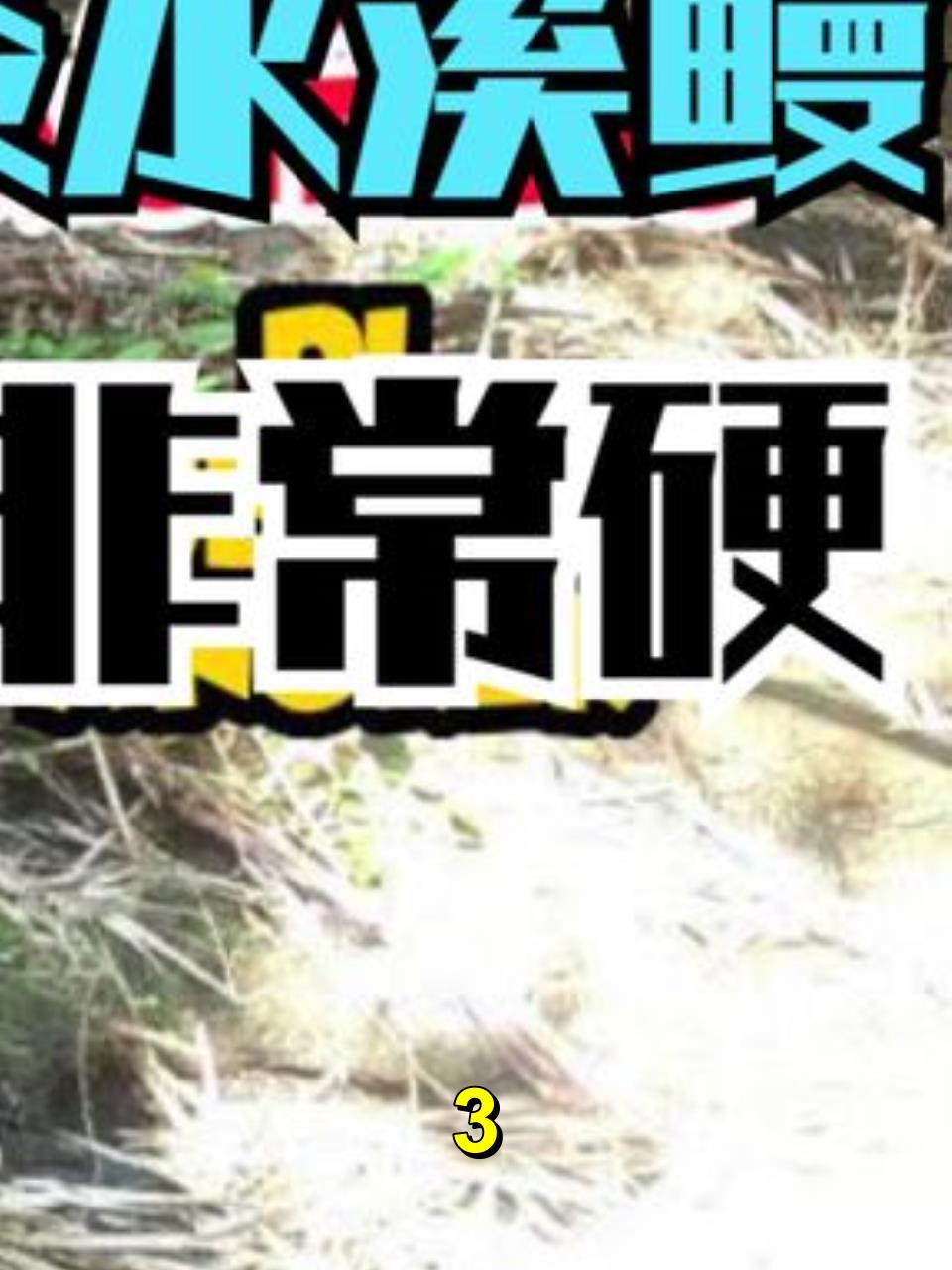 国外水库下游里,当地小伙组队抓淡水溪鳗,一条20斤5000块3