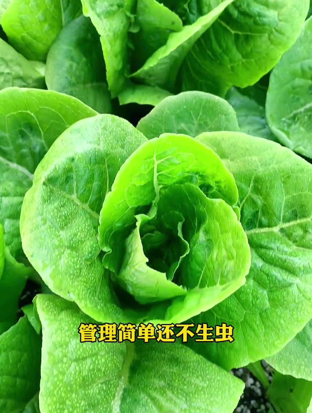 孔雀菜不生虫,是非常好种又好吃的一款小青菜