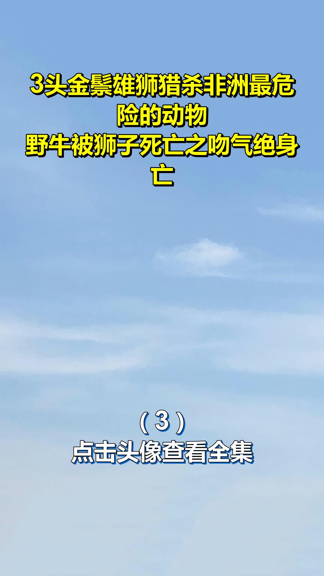 3头金鬃雄狮猎杀非洲最危险的动物,野牛被狮子死亡之吻气绝身亡3
