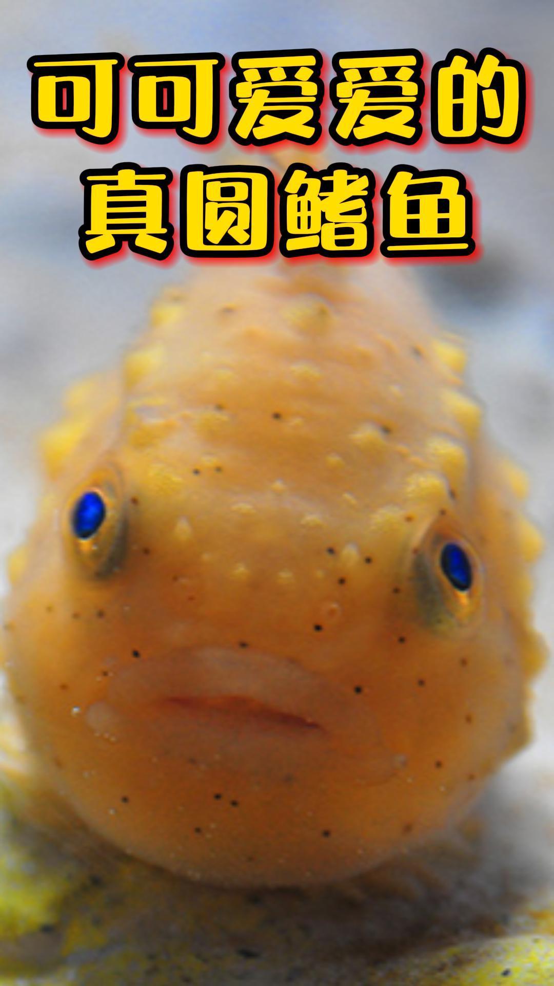 长在萌点上的太平洋真圆鳍鱼,真的又圆又呆萌!