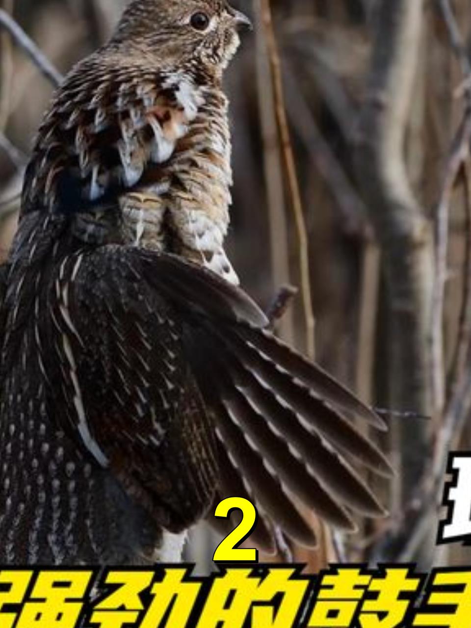 超凡动物斑尾榛鸡:强劲有力的鼓手舞,出手得卢成功俘获雌性芳心2