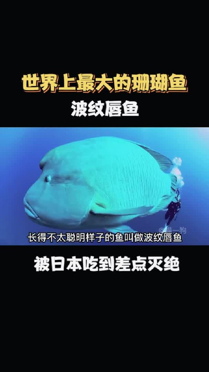 世界上最大的珊瑚鱼,波纹唇鱼!也叫苏眉鱼 海洋生物 波纹唇鱼 苏眉鱼 苏眉 海底