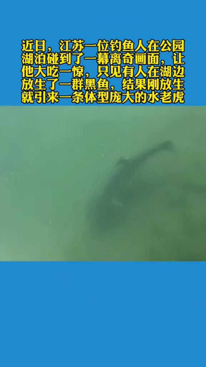 奇观 江苏公园有人放生黑鱼 结果引来一条80斤大鳡鱼