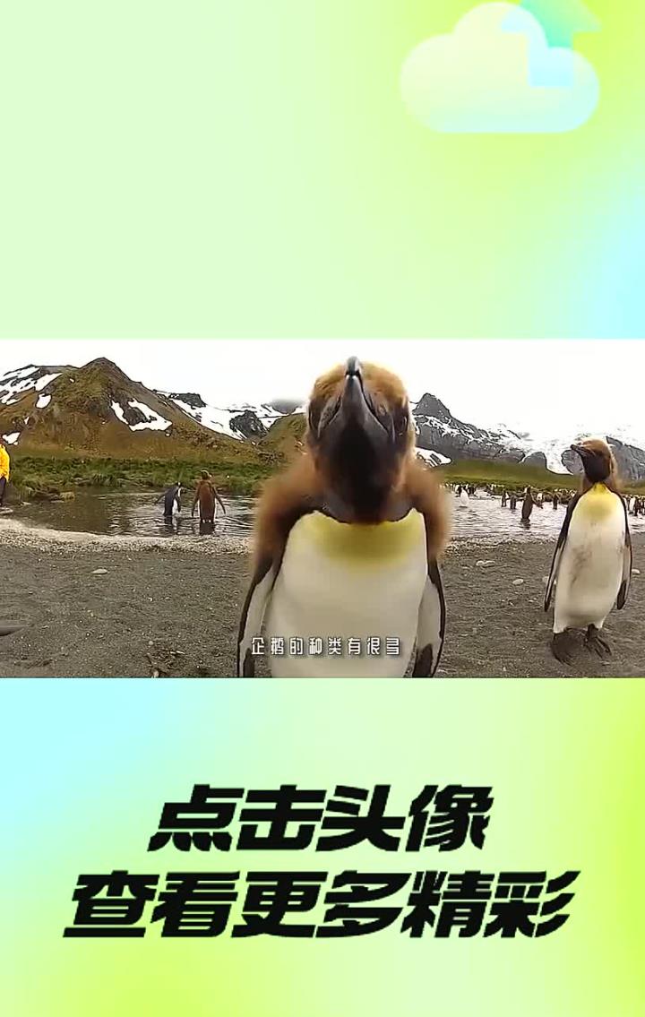7只企鹅下楼梯,观众看到第6只时笑坏了,谁料最后一只才是高手!