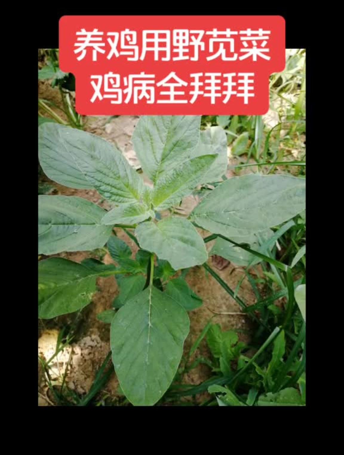 农村随处可见的野苋菜,有这么好药用价值