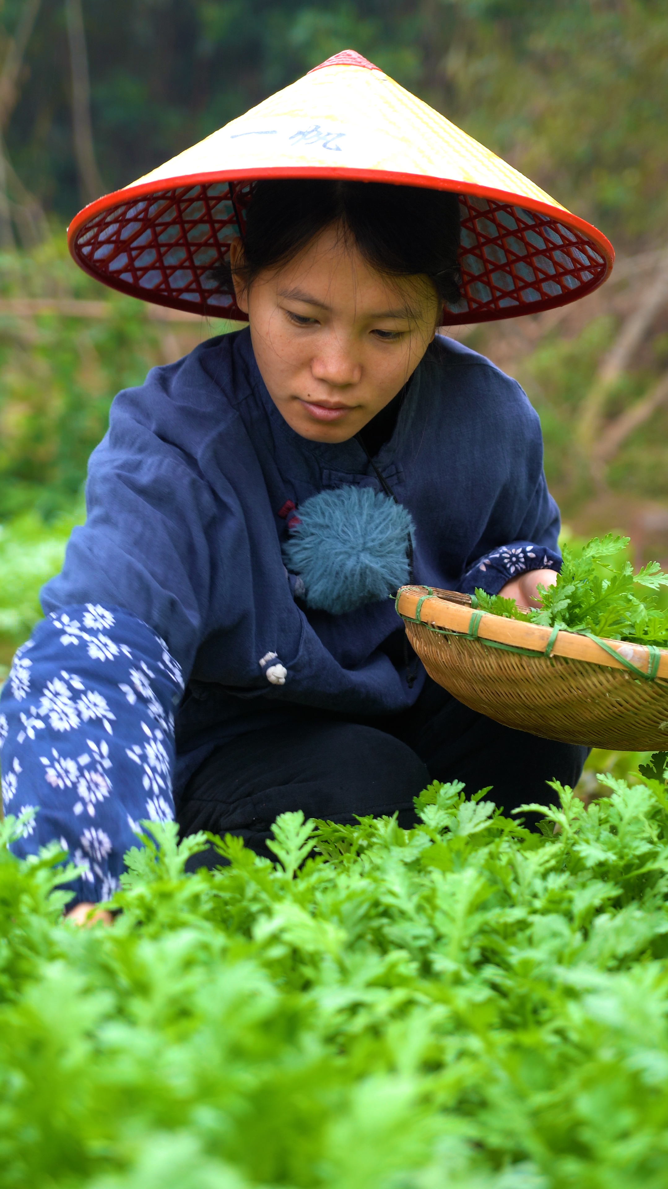 这种菜叫皇帝菜,在古代它是宫廷佳肴,摘些回家做成丸子可好吃了