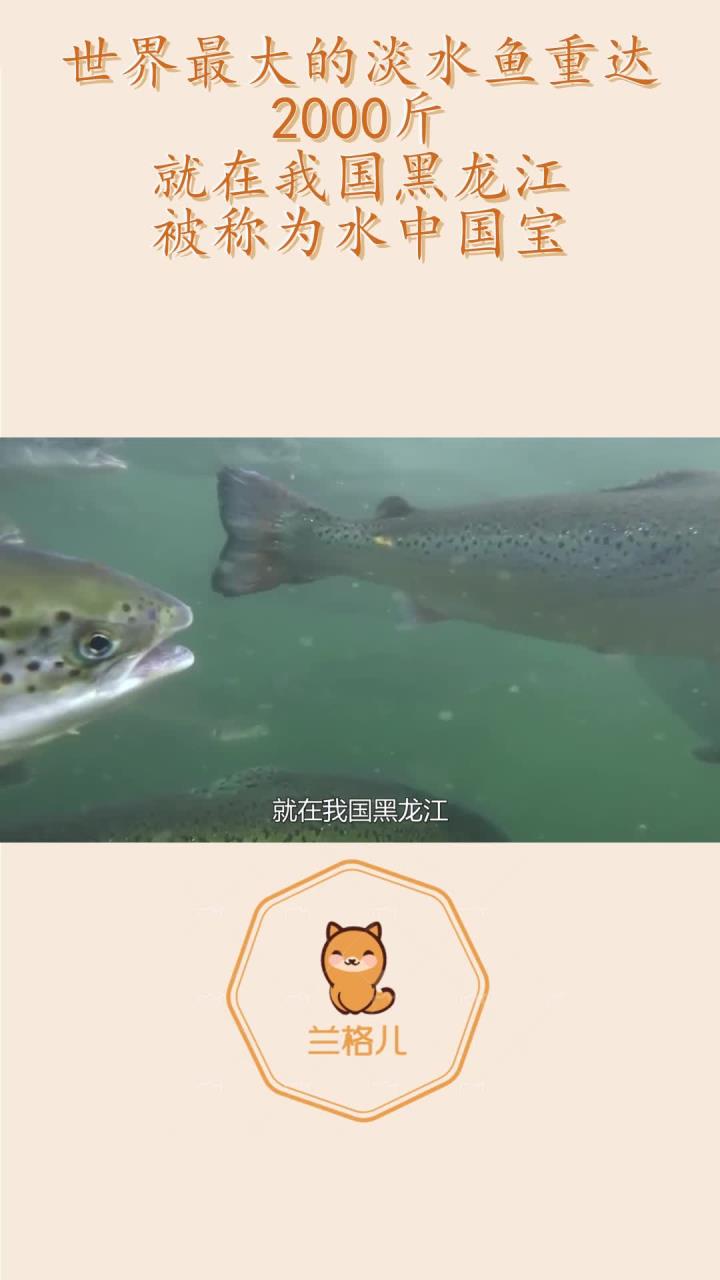 世界最大的淡水鱼重达2000斤,就在我国黑龙江,被称为水中国宝