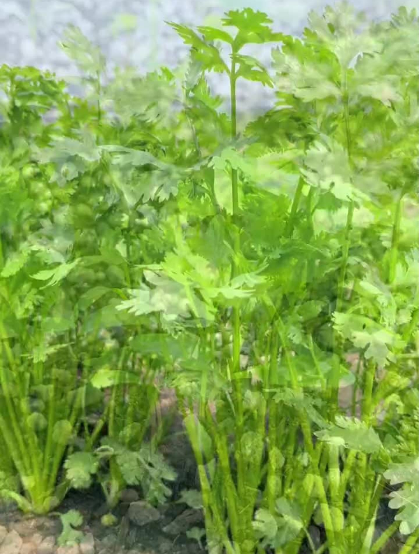 种香菜选对品种很重要，这个速生香菜高产味道好