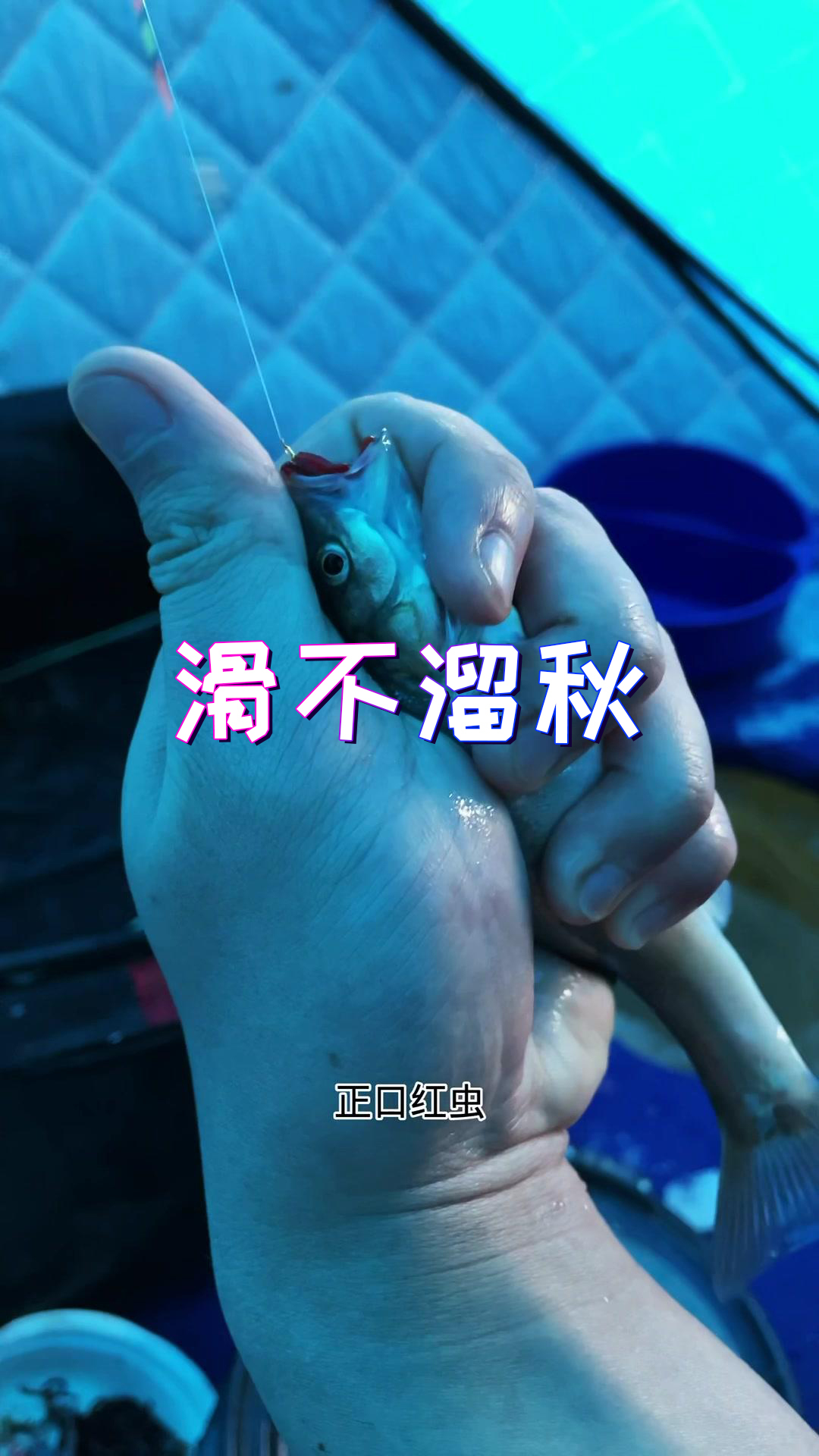 还是最后的BGM适合鲨鱼