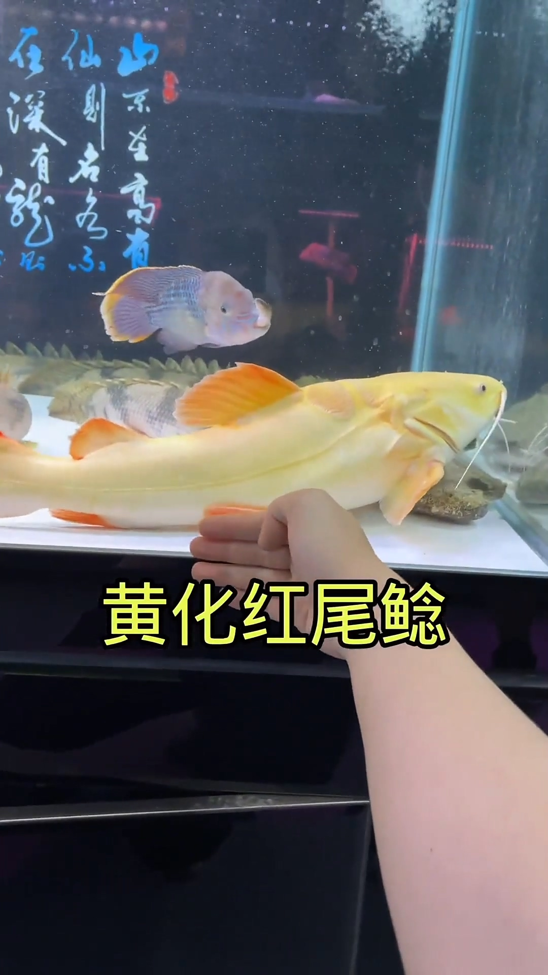 淡水缸再有个十多天就能放鱼啦!