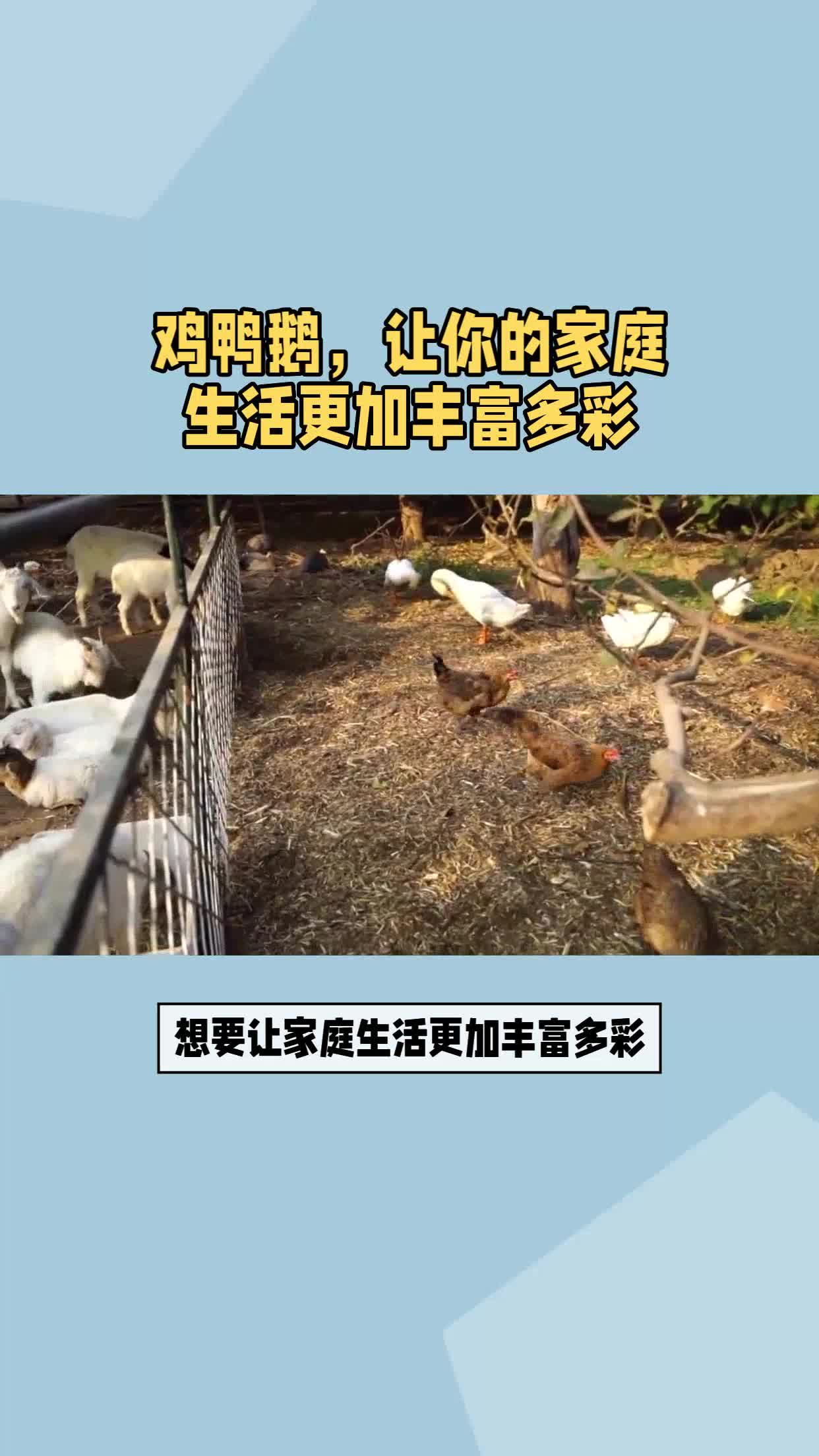 鸡鸭鹅,让你的家庭生活更加丰富多彩