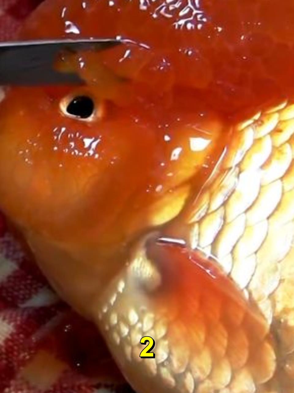宠物鱼长了肉瘤,眼睛几乎看不见,主人亲自操刀动手术!2