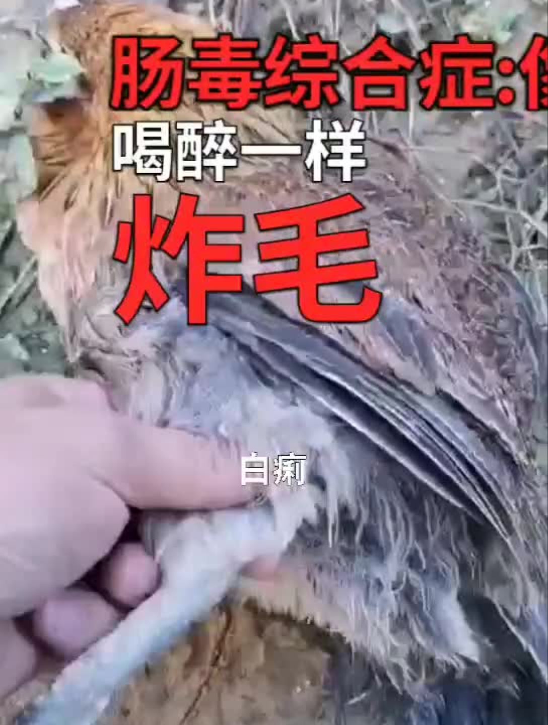 肠毒综合征,喝醉一样