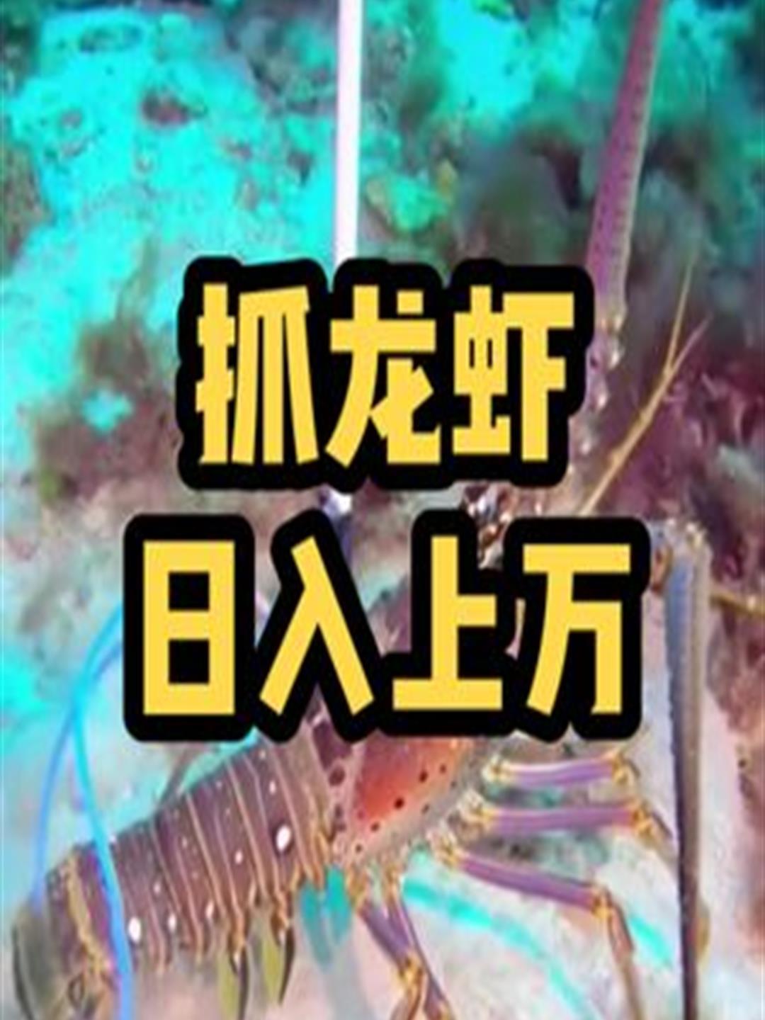 海底龙虾随便抓,能抓到手软,日入上万不是问题3