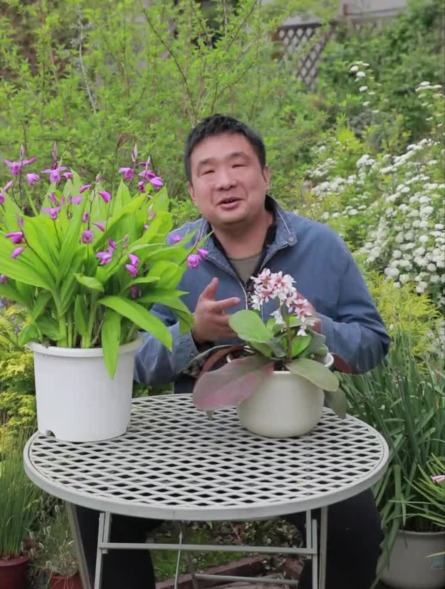 白芨和岩白菜。植物中药