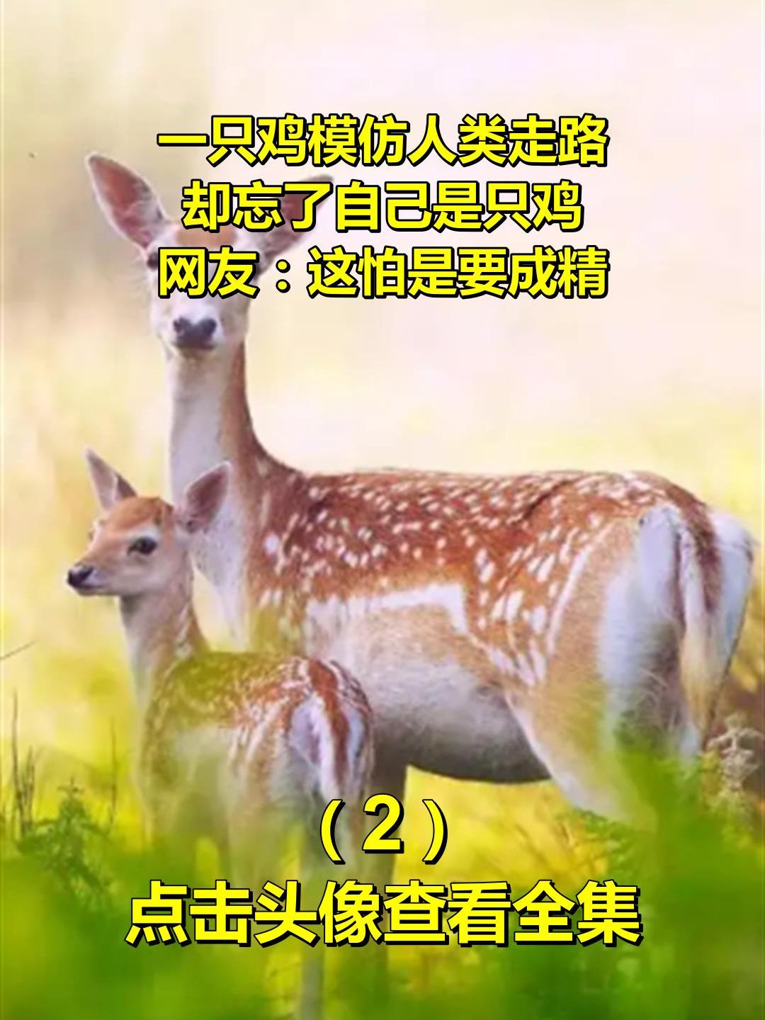 一只鸡模仿人类走路,却忘了自己是只鸡,网友:这怕是要成精!2