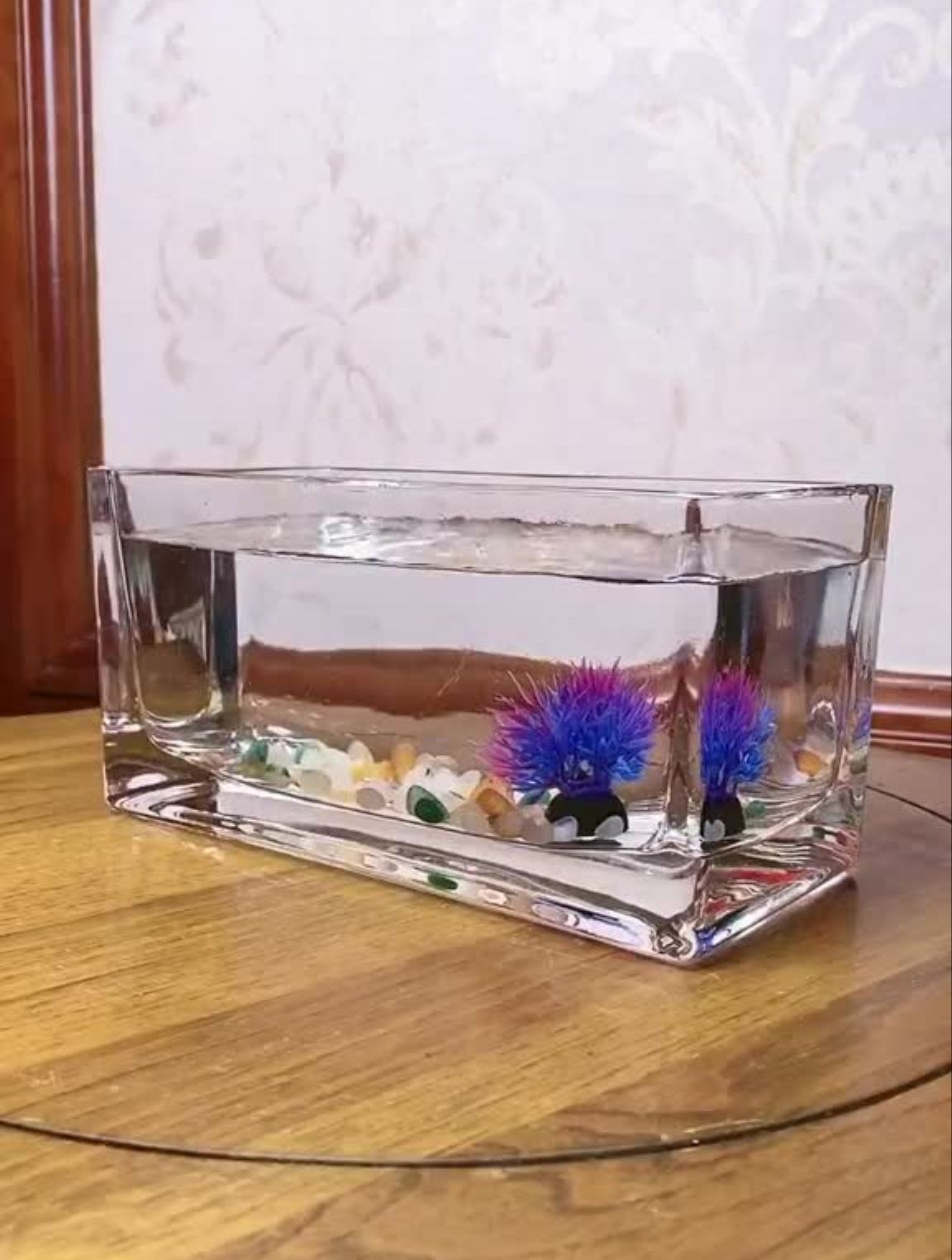还记得这个悬浮茶壶鱼缸吗?正在直播中请点头像进入