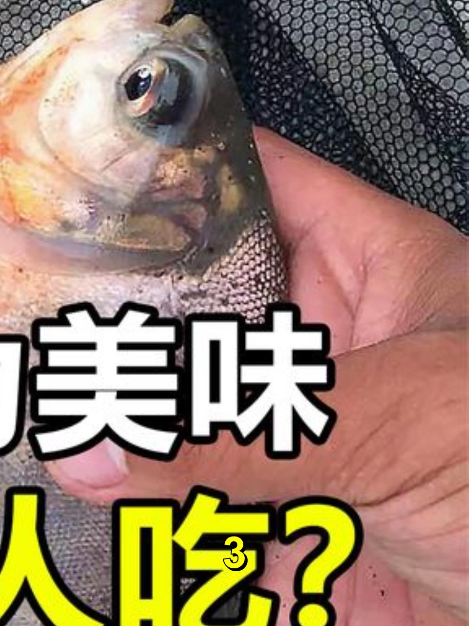 入侵物种红鲳鱼,曾是桌上美味,为何如今人们不吃它?3
